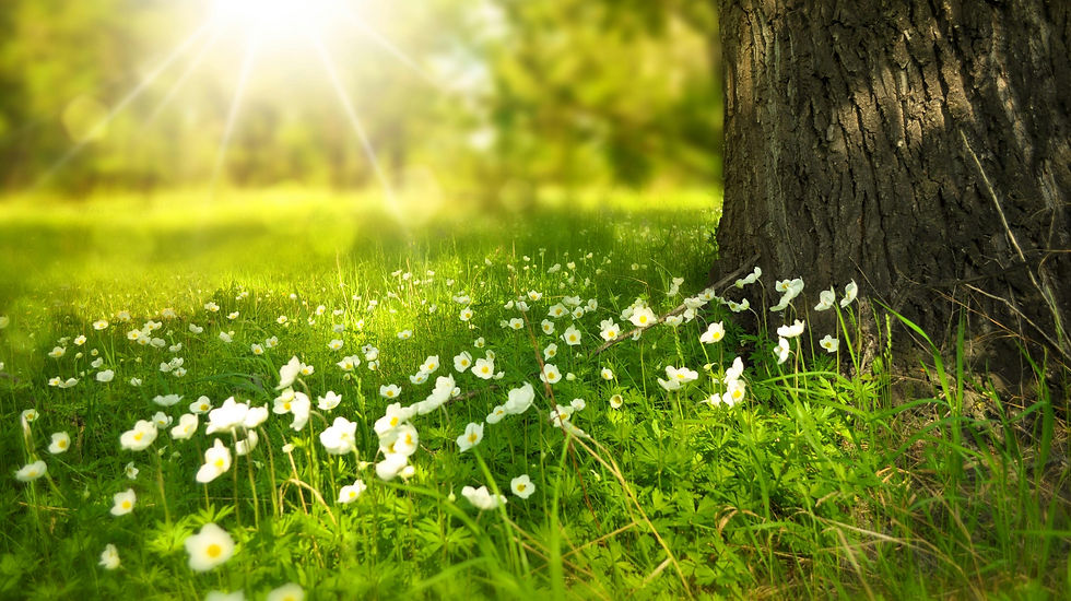 Sabbath Devotional: How to Thrive as a Peacemaker While Caring About Politics