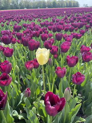 Yellow tulip in field of purple tulips