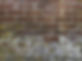 images-17.jpeg