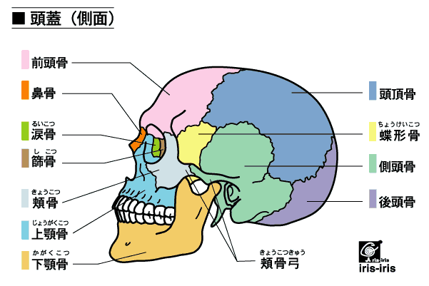 頭蓋骨について 千葉県市原市 たなばた鍼灸治療院