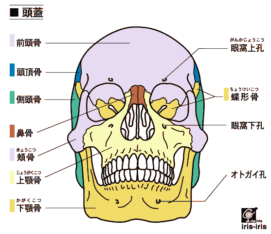 頭蓋骨テキスト
