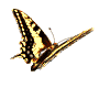 schmetterling-unten.gif