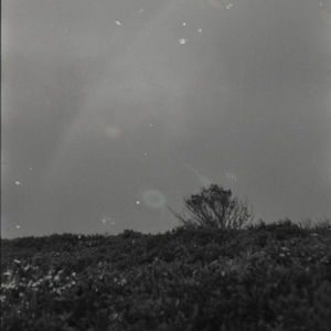 Madron