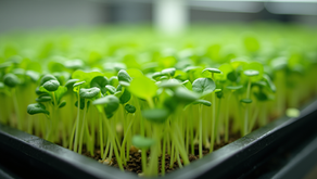 Understanding Microgreens Cost Factors: What Shapes the Price You Pay