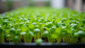 Understanding Microgreens and Their Uses: Unlocking Their Power in Your Daily Life