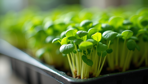 Microgreens for Health: Unlocking Nature’s Tiny Powerhouses