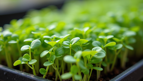 Boost Your Healthy Eating with Microgreens for Healthy Eating