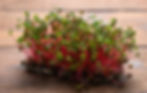 Radish Microgreens