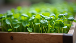 Your Ultimate Guide to Online Microgreens Shopping: Freshness Delivered to Your Door