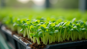 Fascinating and Interesting Microgreens Information You Need to Know