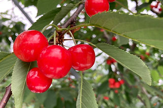 円和青果部さくらんぼ畑