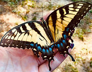 Holly_Swallowtail.JPG