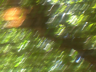 Tree Lights