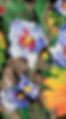 Rose of Sharon_edited.jpg