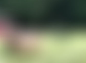 Visit: Tamerlaine Farm Animal Sanctuary and Preserve