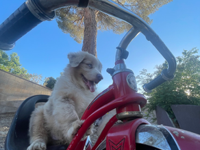 Thunder bolt From Mini Aussie Collective riding a red tricycle