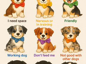🎀 What Your Dog’s Bow Color Really Means