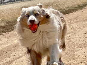 🐾 Why Choose a Mini Australian Shepherd?