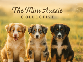 From Whelping Box to Forever Home: The Development Journey of a Mini Aussie Puppy