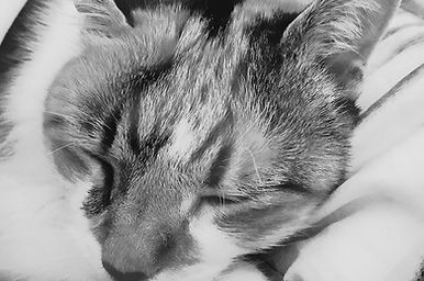 Communication animale