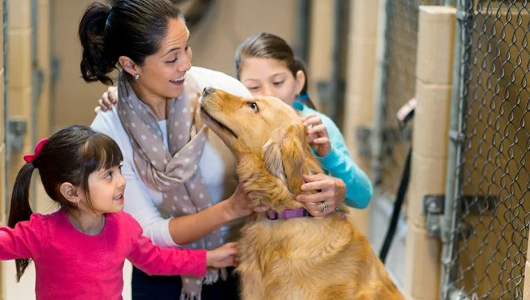 Hooves & Paws for a Cause Partners with Dogs Lover's Expo for Mega Dog Adoption Event
