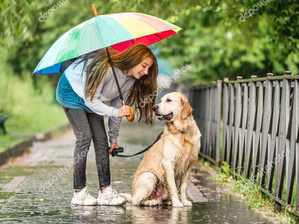 How to Train Dogs to Walk in Rain and Snow