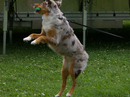 Unleash the Fun at the Upcoming Doggie Day of Fun