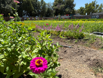 How We Grow at the Food Bank Farm
