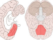 Feel what you think.