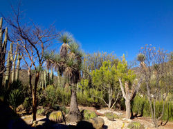 Sotolines en el Jardin