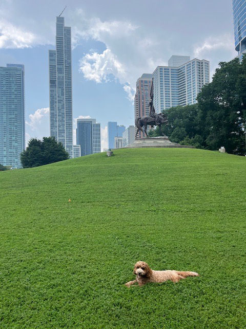 Chicago sights and sounds with a South Mitten Australian Labradoodle