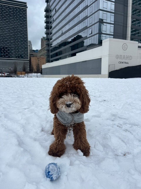 Winter fun in downtown Chicago for this South Mitten Australian Labradoodle