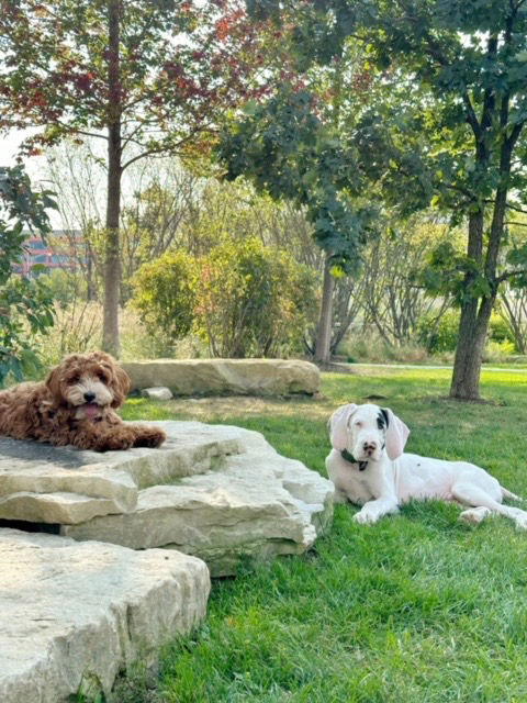 A South Mitten Australian Labradoodle with a furry friend in Chicago park