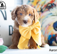 aaron 7 weeks.jpg