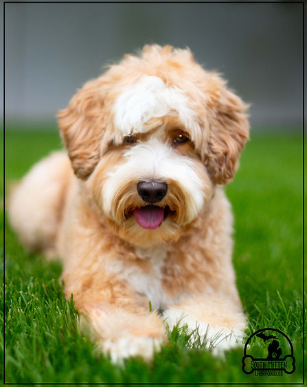 lexi in grass.jpg