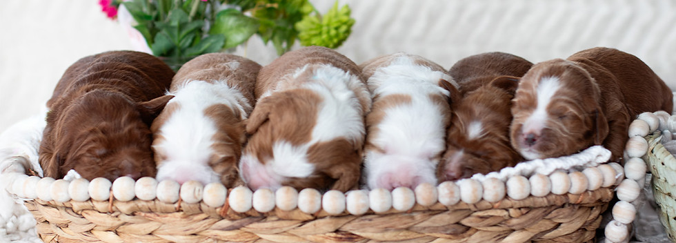 french cuties 1 week group.jpg
