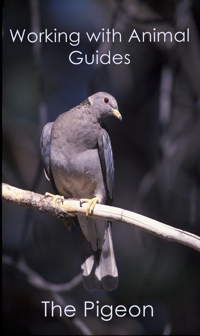 Working With Animal Guides - Part 1 - The Pigeon