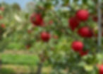 apple tree