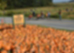 pumpkin patch
