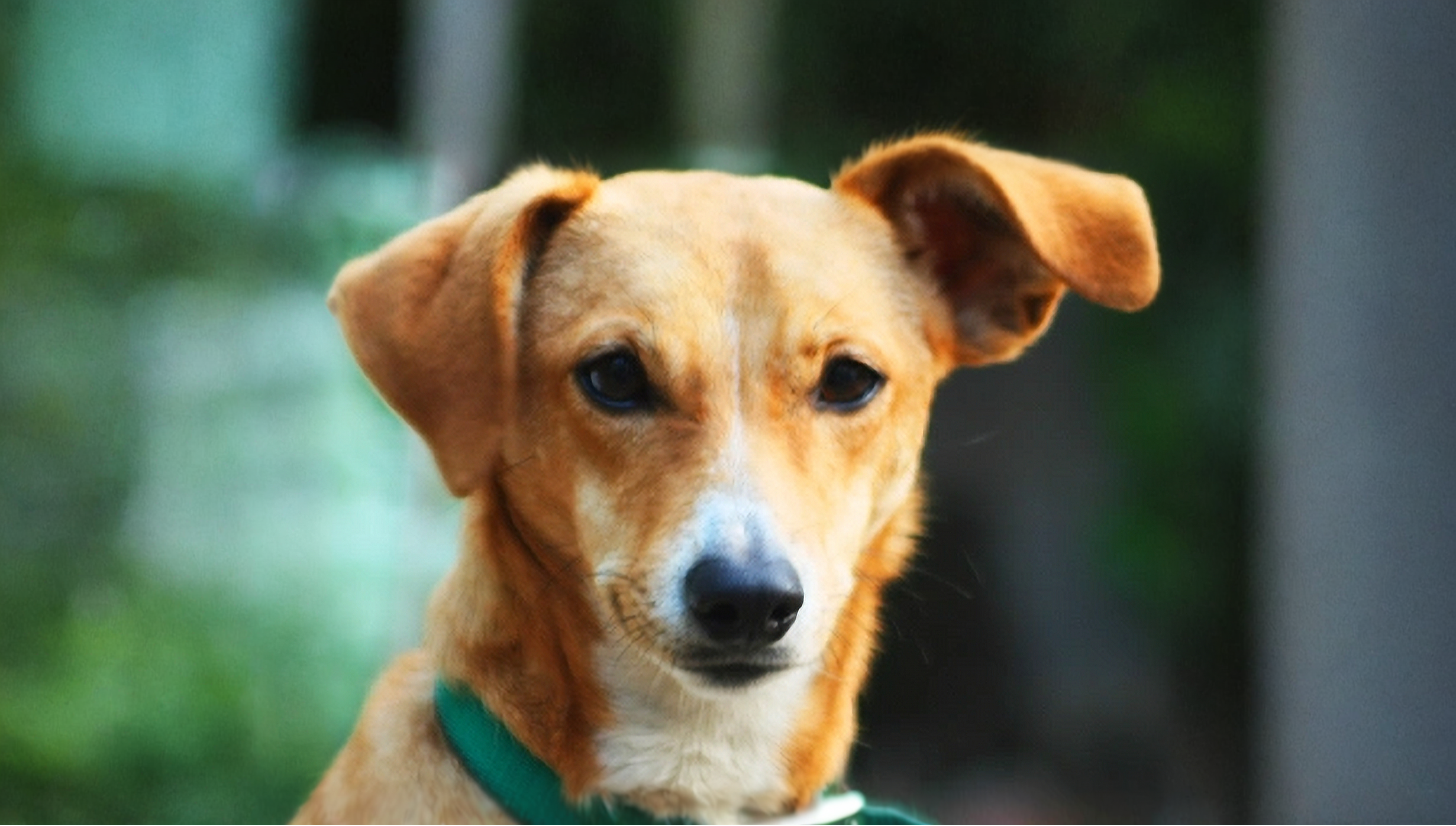 Chien avec une oreille dressé qui regarde l'objectif