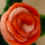 Thumbnail: Orange Rose