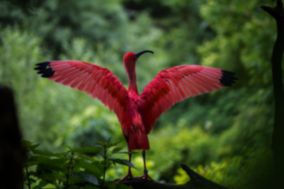 Red Ibis_edited_edited_edited.jpg