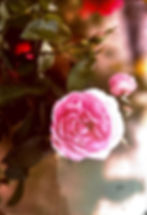 Destination wedding planners - Mohr