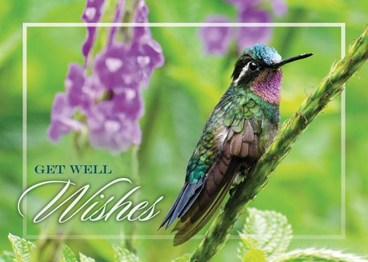Miniatura: Hopeful Hummingbirds Get Well Boxed Cards 12/Individual