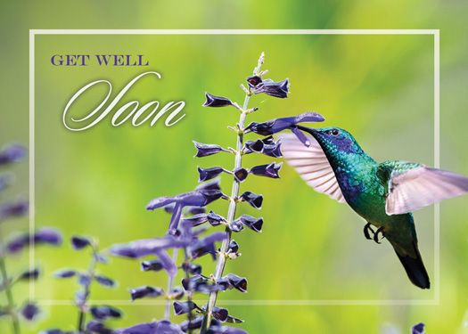 Miniatura: Hopeful Hummingbirds Get Well Boxed Cards 12/Individual