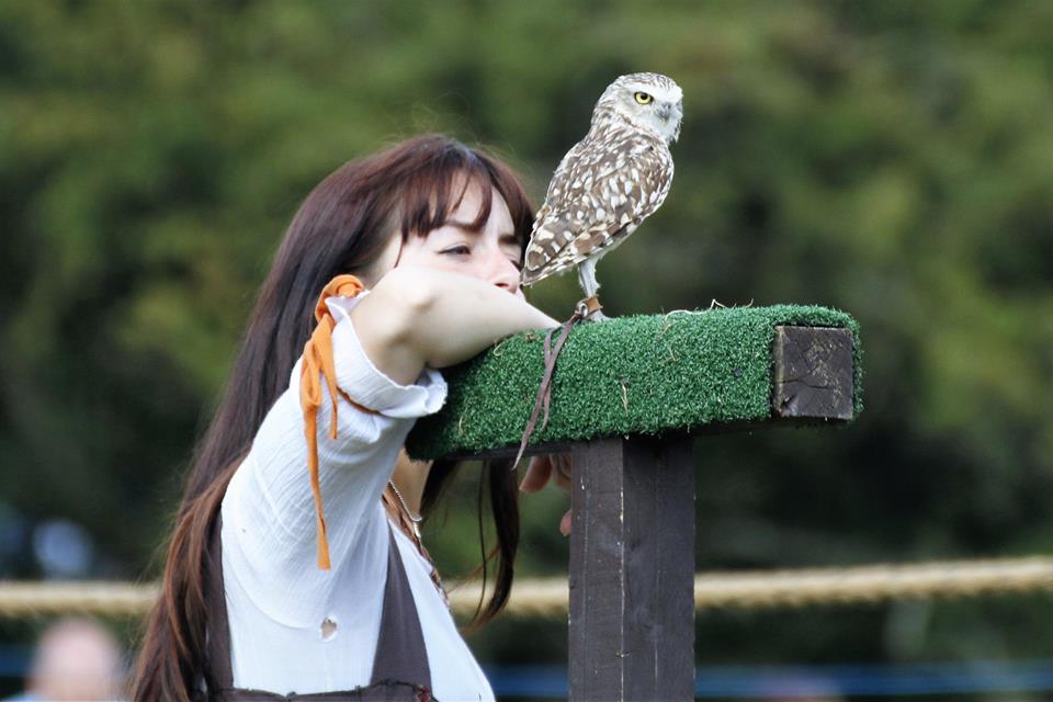 England's Medieval Festival Falconry