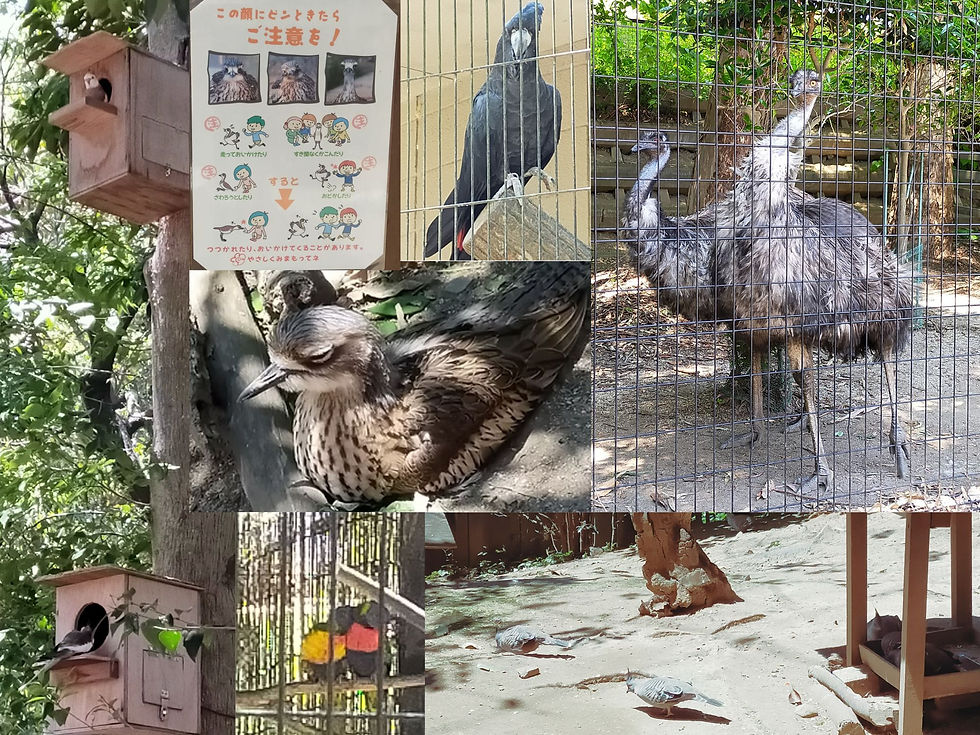 越谷市『キャンベルタウン野鳥の森』