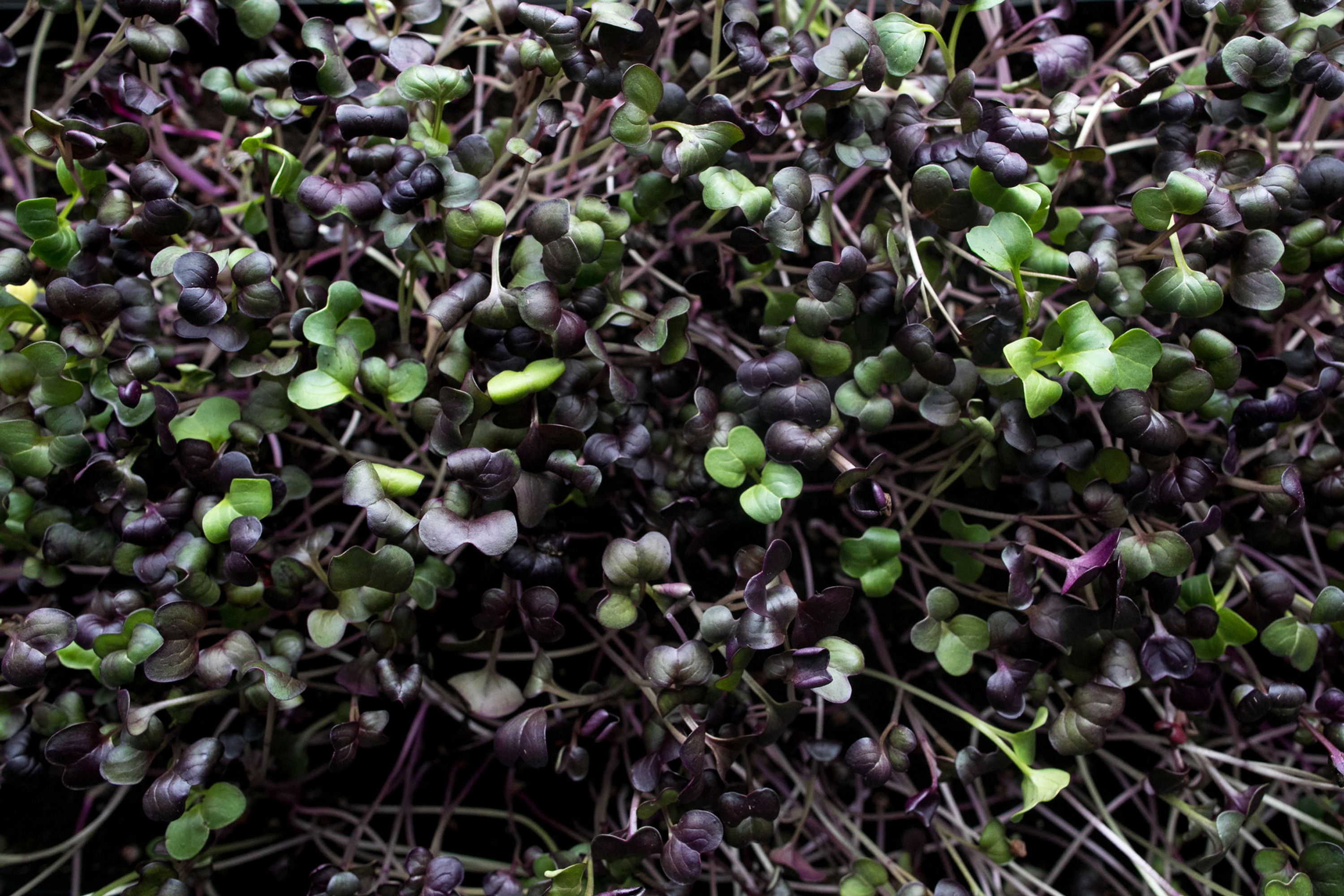 Purple Kohlrabi Micro Greens