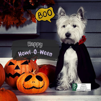 White dog in a vampire cape sits beside carved pumpkins. Text reads "Happy Howl-O-Ween" and "Boo" with a spooky theme.