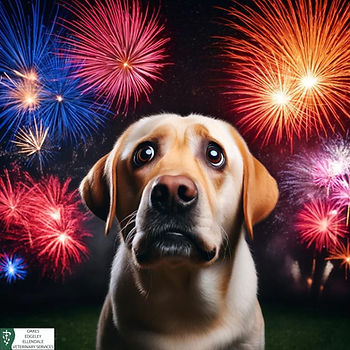 The dog is frightened due to fireworks.